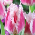 ТЮЛЬПАНЫ БАХРОМЧАТЫЕ