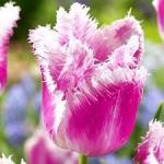 ТЮЛЬПАНЫ БАХРОМЧАТЫЕ