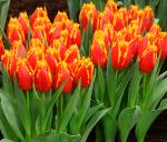 ТЮЛЬПАНЫ БАХРОМЧАТЫЕ