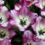 ТЮЛЬПАНЫ БАХРОМЧАТЫЕ