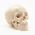 Анатомическая модель «Макет черепа человека», мини, 10?10 см