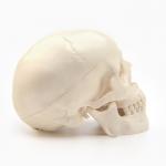 Анатомическая модель «Макет черепа человека», мини, 10?10 см