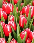 Тюльпан Кунг Фу (Tulipa Kung Fu), 10 шт (разбор 11/12)