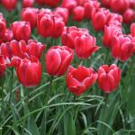 Тюльпан Кунг Фу (Tulipa Kung Fu), 10 шт (разбор 11/12)
