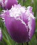 Тюльпан Твинклин Даймондс смесь (Tulipa Twinkling Diamonds), 15 шт