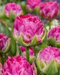 Тюльпан Викид ин Пинк (Tulipa Wicked in Pink), 5 шт (разбор 11/12)