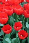 Тюльпан Лефеберс Мемори (Tulipa Lefebers Memory), 10 шт (разбор 12/14)