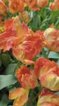 Тюльпан Пэррот Кинг (Tulipa Parrot King), 10 шт (разбор 11/12)