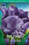 Тюльпан Блю Пэррот (Tulipa Blue Parrot), 10 шт (разбор 11/12)
