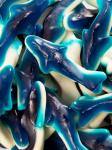 Жев мармелад Blue shark ежевика 1 кг