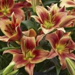 Лилия ОТ-гибрид Монтего Бэй (Montego Bay), 3 шт (разбор 16/18)