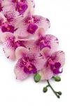 Веточка декоративная "Орхидея" 93 см (SF-8089) розовый/сиреневый