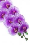 Веточка декоративная "Орхидея" 93 см (SF-8089) фиолетовый
