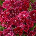 Гвоздика гибридная махровая Династия Роуз Лейс 5шт