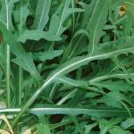 Двурядник тонколистный Стрелы Купидона 0,5гр