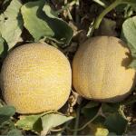 Дыня Царская 5шт