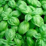 Базилик овощной Тонус 0,5гр