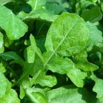 Индау Диковина 0,5гр