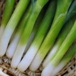 Лук батун Лонг Токио 1гр