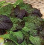 Горчица сарептская (салатная) Садко 0,5гр