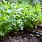 Кориандр овощной  Карибе 2гр