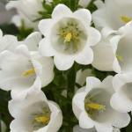 Колокольчик средний Кампана Вайт 5шт