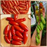 Томат Дебослив 5шт