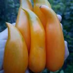 Томат Золотые туфельки султана 5шт