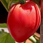 Томат Анна Рашен 10шт