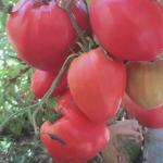 Томат Говядина с куста 10шт