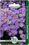 Астра голубоватая Виолет Блю