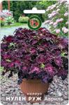 Колеус Мулен Руж Авриль