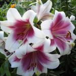 ЛИЛИЯ. LOL - гибриды / L.O.