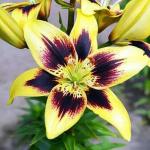 ЛИЛИЯ. Азиатские гибриды / Биколор