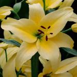 ЛИЛИЯ. АOA - гибриды