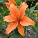 ЛИЛИЯ. АOA - гибриды