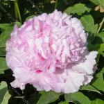 Пион древовидный (привитый на пион травянистый) Люкс