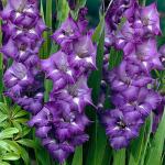 Гладиолусы крупноцветковые 90-140 см