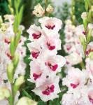 Гладиолусы ГОФРИРОВАННЫЕ 90-120 см