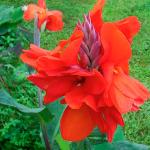 КАННА (ЗЕЛЕН)