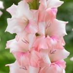 Гладиолусы ГЛЭДДИС / Gladdies® (старое название ГЛАМИНИ)