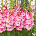 Гладиолусы ГЛЭДДИС / Gladdies® (старое название ГЛАМИНИ)