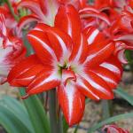 АМАРИЛЛИСЫ МАХРОВЫЕ