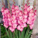 Гладиолусы ГЛЭДДИС / Gladdies® (старое название ГЛАМИНИ)