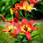 Aзиатские гибриды Биколор