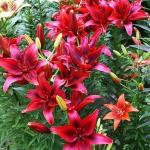 ЛИЛИЯ. Aзиатские гибриды