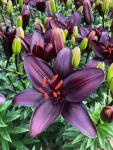 ЛИЛИЯ. Aзиатские гибриды