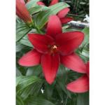 ЛИЛИЯ. Aзиатские гибриды Серия Joy, Высота 45см