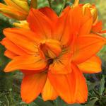 ЛИЛИЯ. LA гибриды, махровые