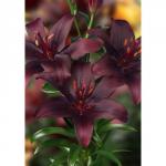 ЛИЛИЯ. Aзиатские гибриды